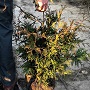 thuya excelsa